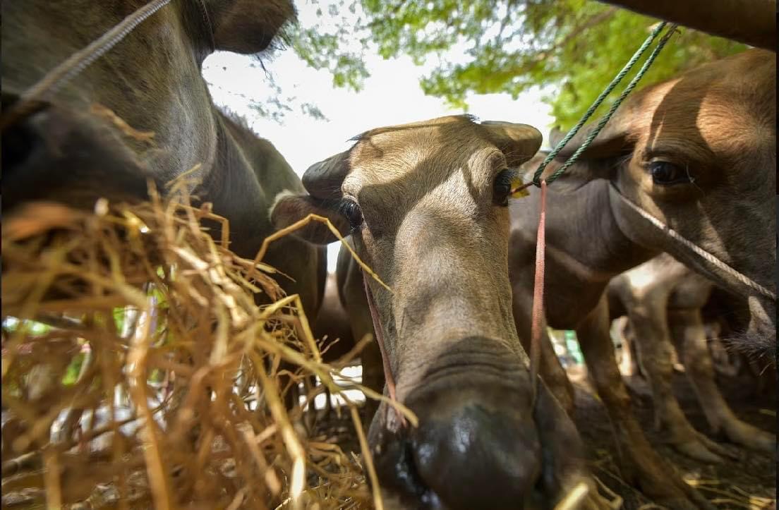 Cattle and buffaloes-3